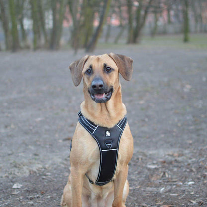 Reflective Heavy Duty Harness Black - Medium